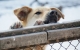 25 марта Губернатор осмотрел территорию приюта региональной благотворительной общественной организации по защите животных «Подарок судьбы».