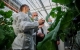 30 марта Губернатор Сергей Морозов посетил торжественное мероприятие, посвященное 44-й годовщине АО «Тепличное»и осмотрел первое отделение овощных культур.