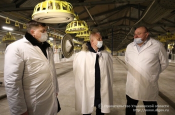 В 2021 году в Ульяновской области начнется производство инкубационного яйца