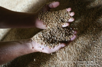 В Ульяновской области началось формирование продовольственного фонда из зерна нового урожая