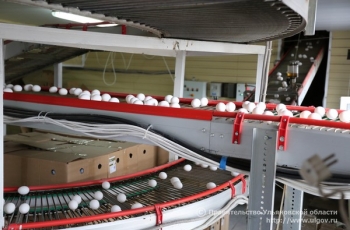 В Ульяновской области продолжается модернизация птицеводческих предприятий