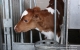 В Ульяновской области планируется строительство 10 новых молочных животноводческих комплексов на 1200 коров каждый
