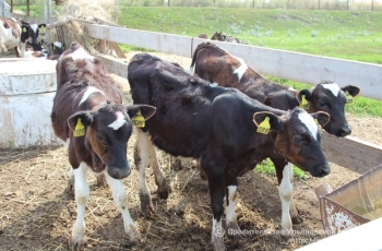 В Ульяновской области планируется строительство 10 новых молочных животноводческих комплексов на 1200 коров каждый