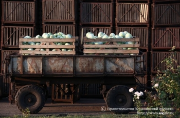 Доля овощей местного производства в торговых точках Ульяновской области будет увеличена